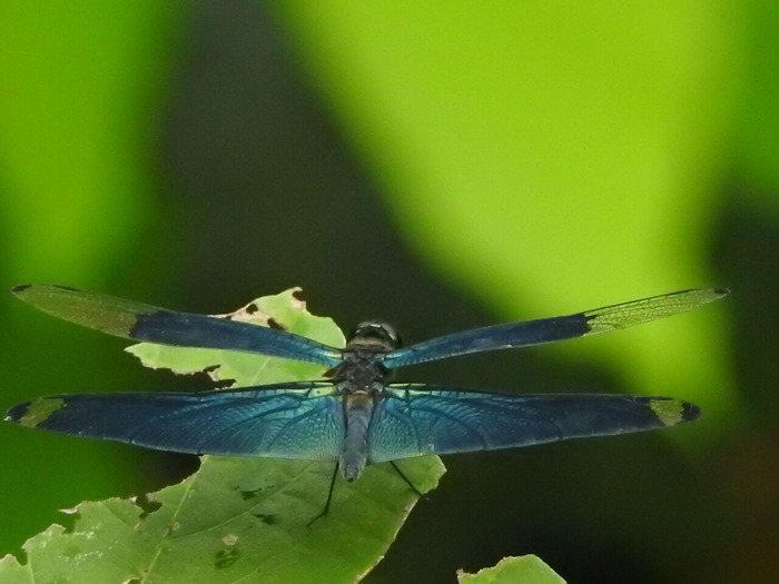RSCN7112