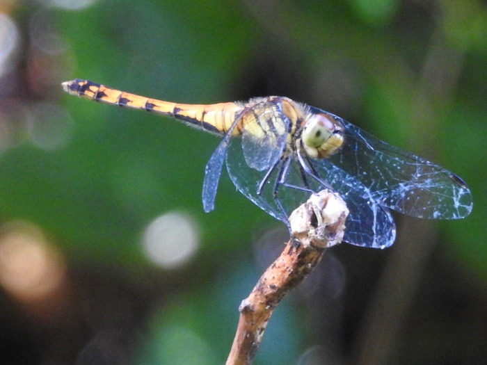 RSCN6565