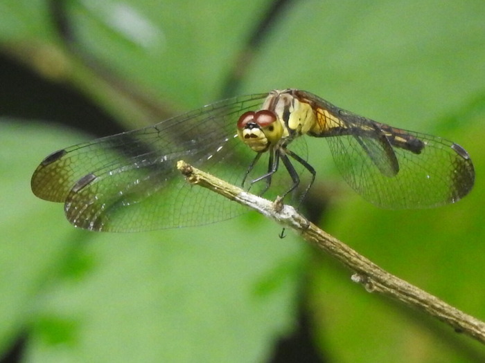 RSCN7839