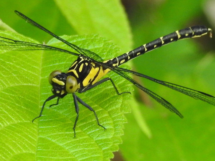 RSCN5315