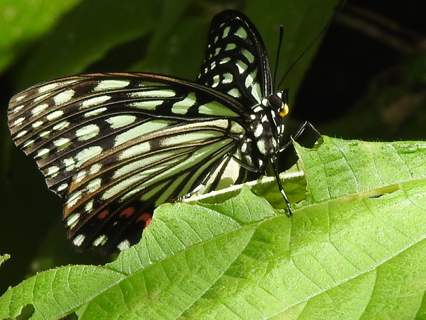RSCN0431
