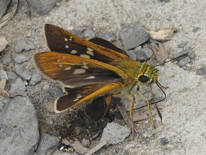 RSCN7764
