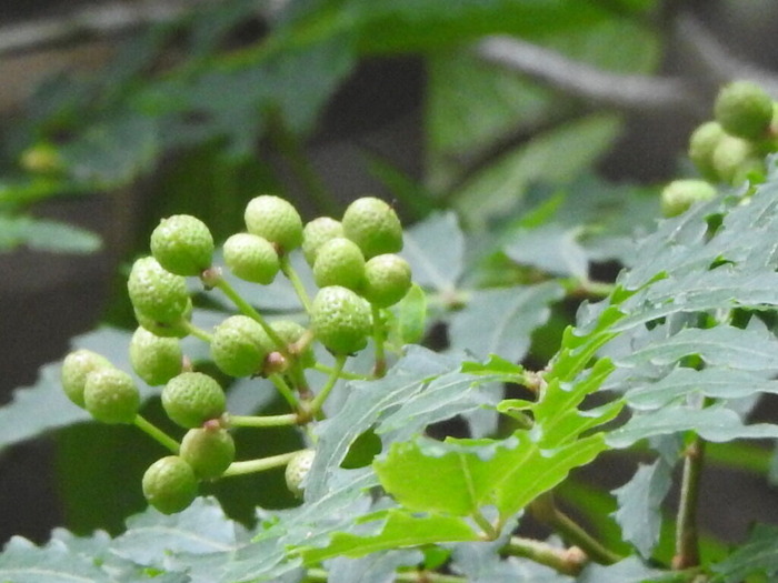 RSCN5338