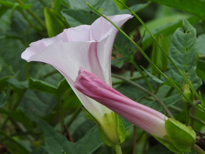 RSCN5736