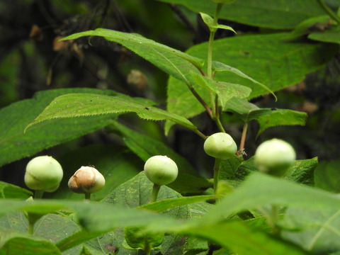 DSCN0592