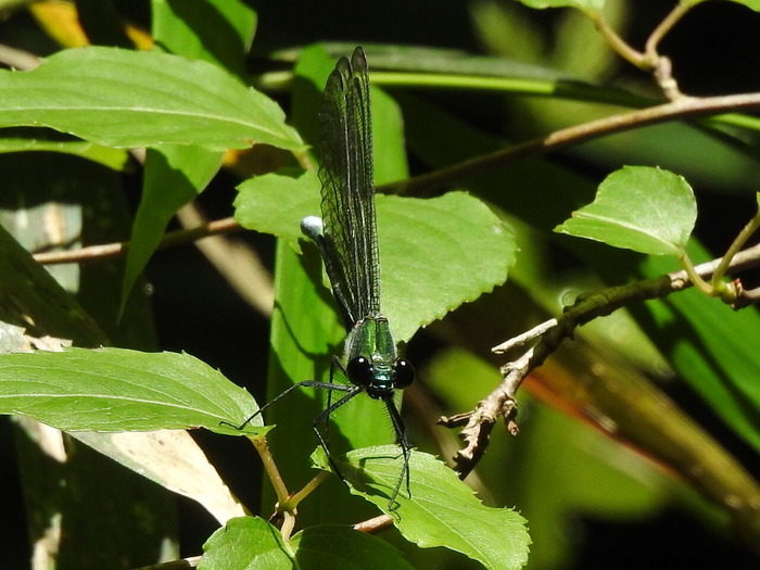 RSCN6233