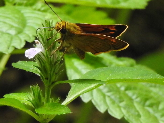 RSCN7988