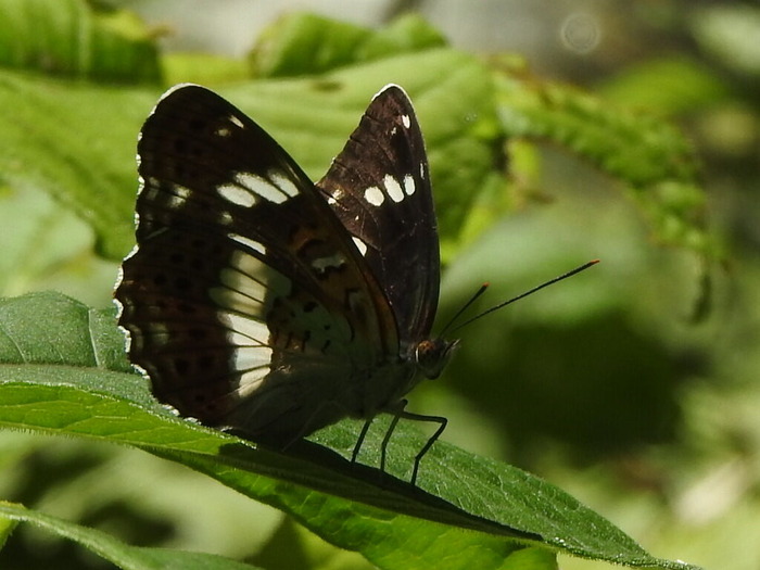 RSCN5755
