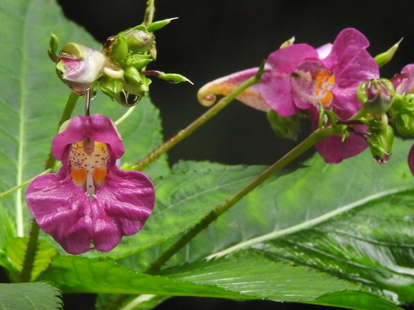 RSCN0602