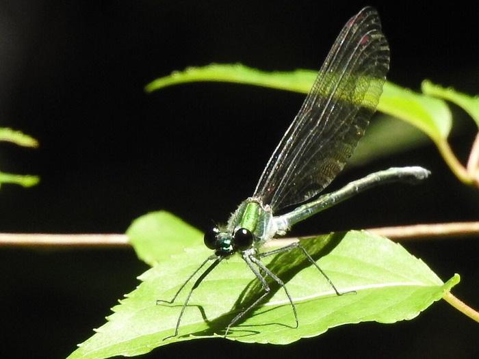 RSCN6235