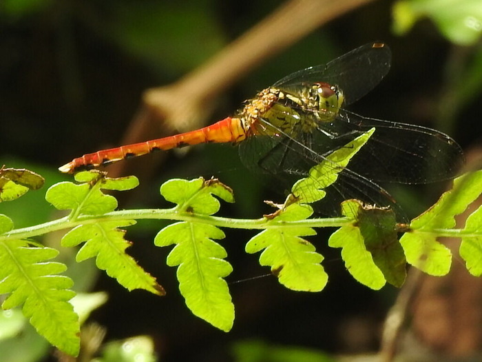 RSCN7109