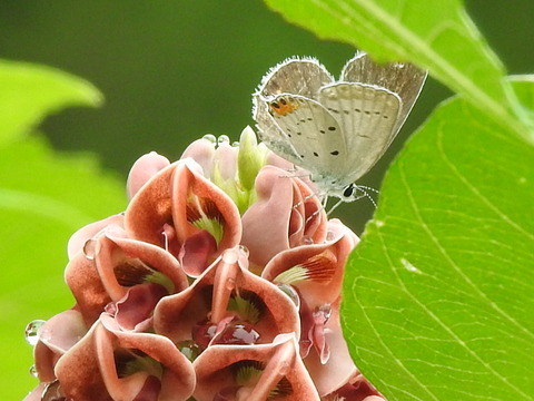 RSCN4454