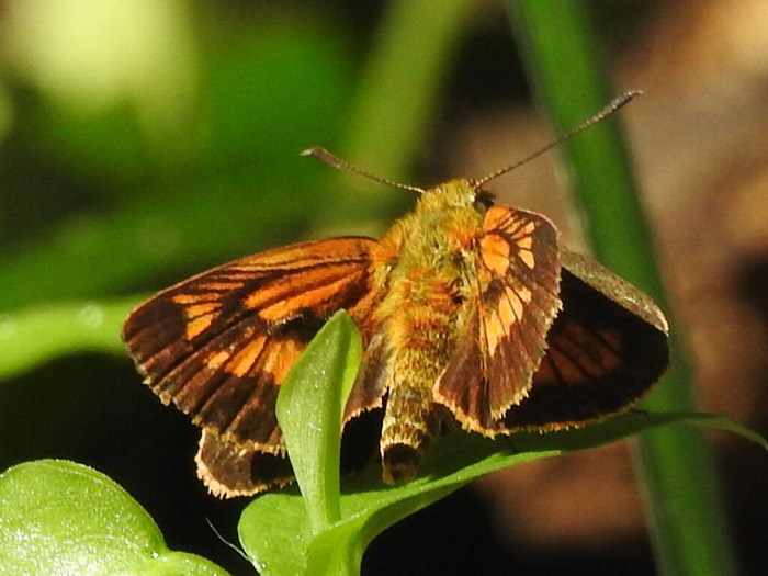 RSCN7642