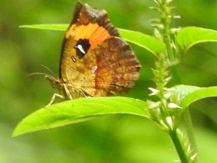 RSCN7399