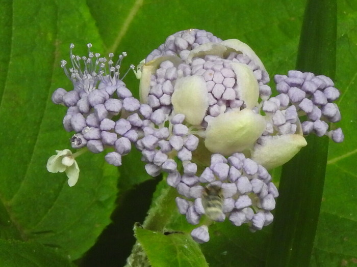 RSCN7022