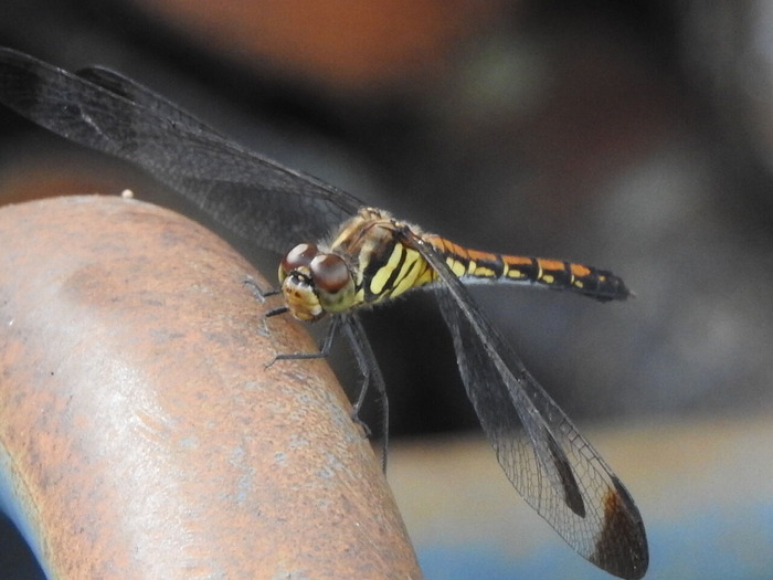 RSCN8852