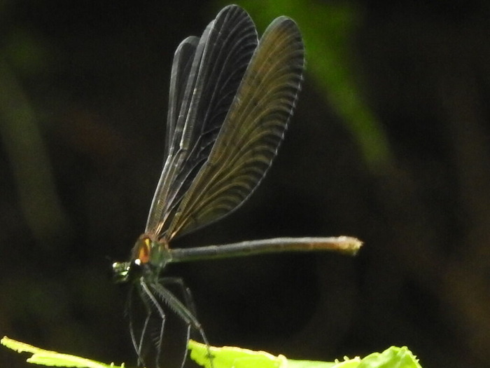 RSCN6178