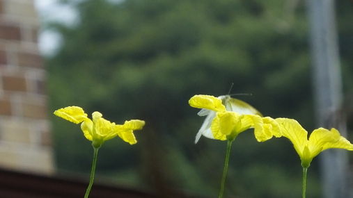 イメージ 6
