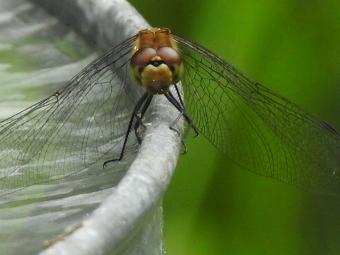 RSCN4305