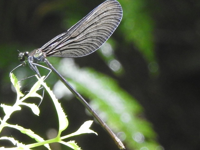 RSCN6170