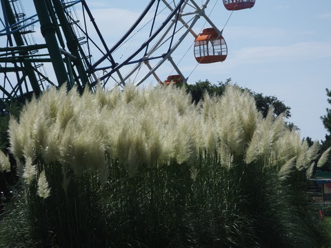 DSCF2463
