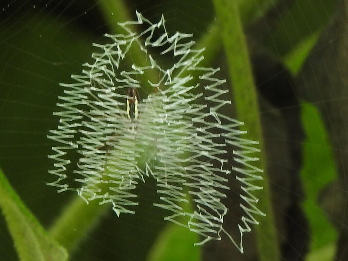 RSCN6524