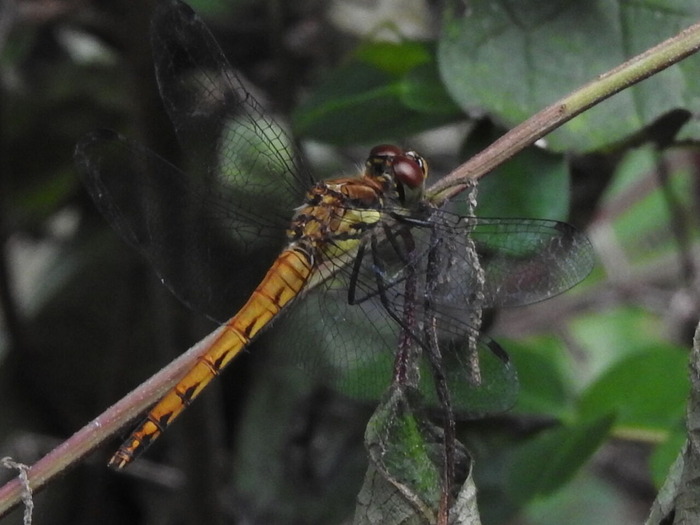 RSCN6880