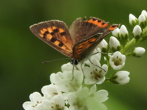 RSCN4298