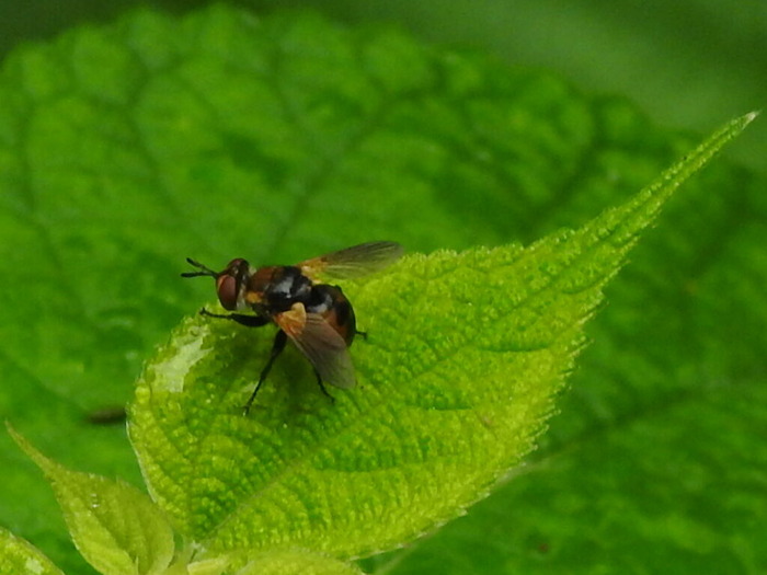 RSCN8085