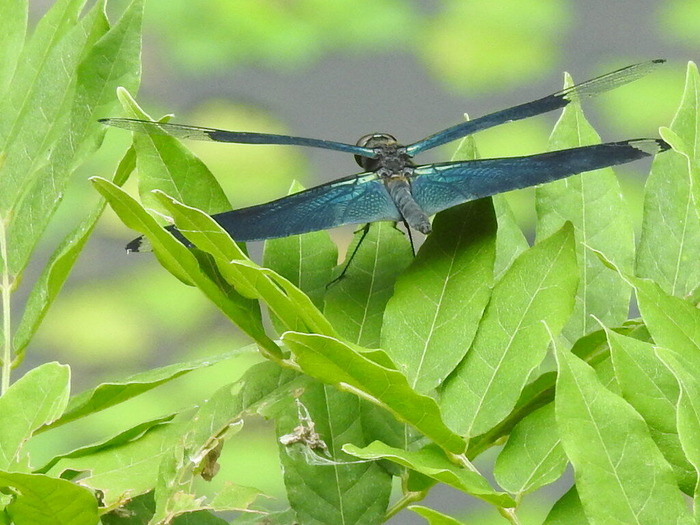RSCN7121