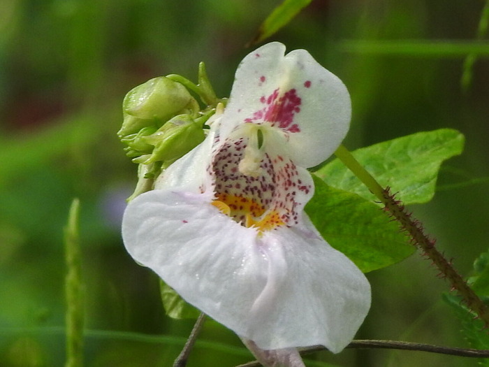 RSCN8686