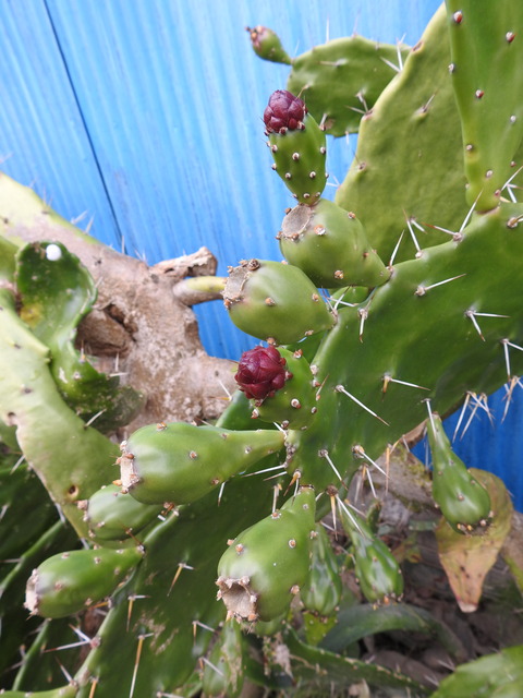 DSCN8343