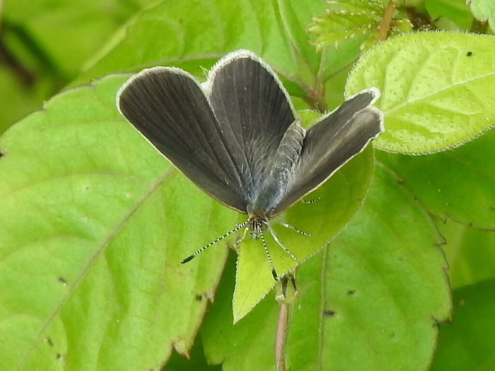 RSCN6013