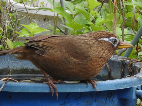 RSCN2821