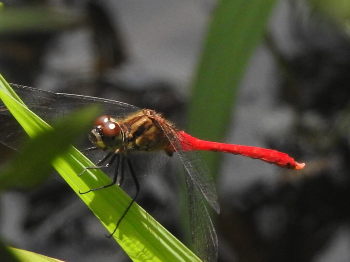 RSCN7673