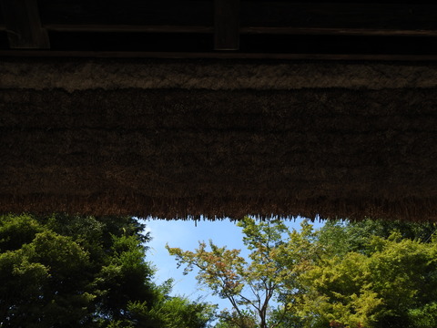 DSCN5003