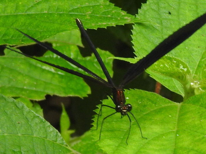 RSCN5626