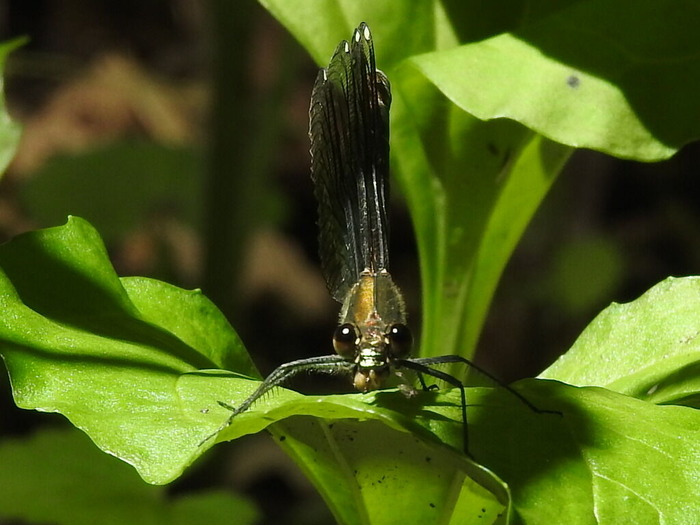RSCN6229