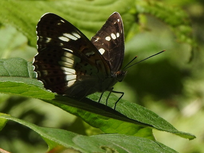 RSCN5754