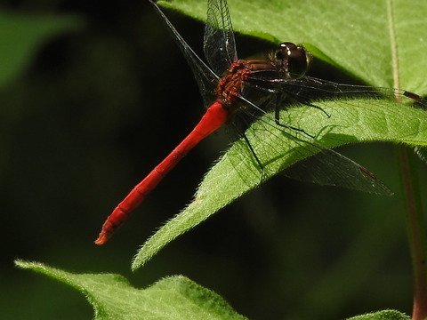 RSCN1819