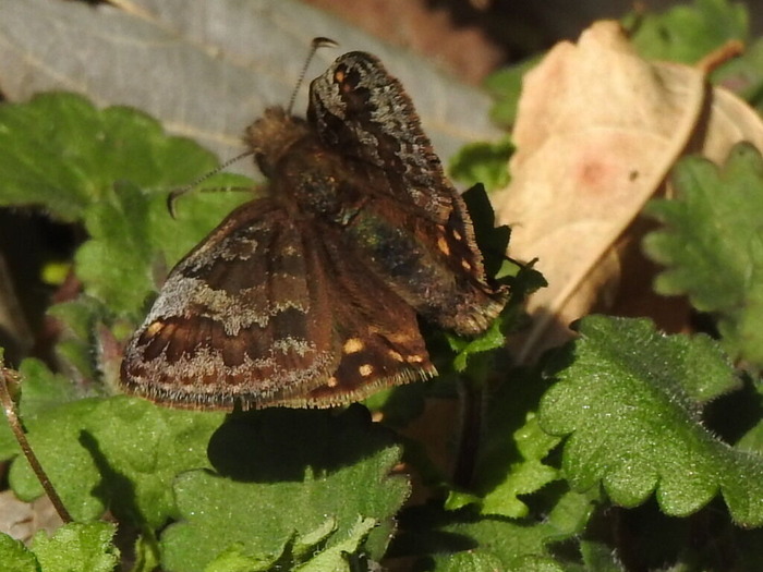 RSCN3188
