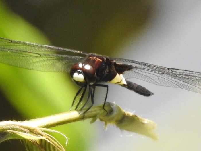 RSCN5675