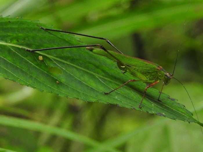 RSCN8781