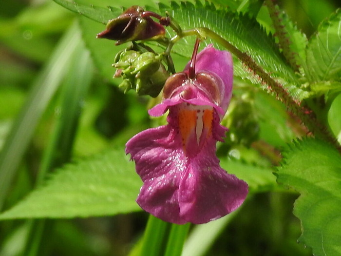 RSCN8233
