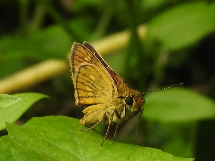 RSCN7923