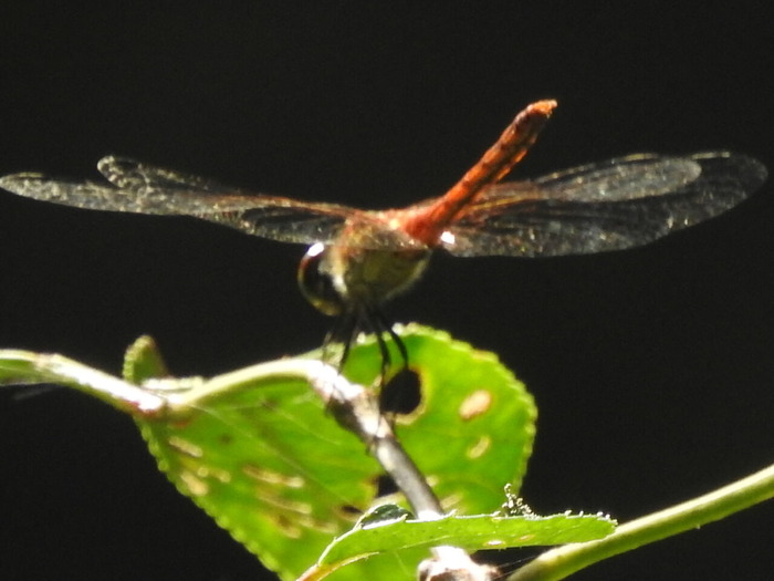 RSCN7646