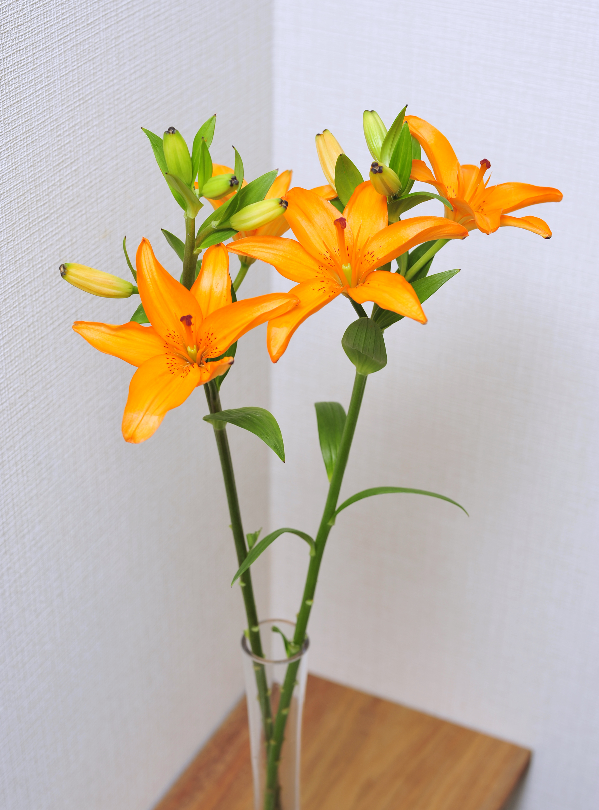 オレンジ色のユリ のりたまっ