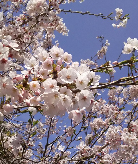 桜フリー画像