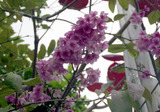 s050
