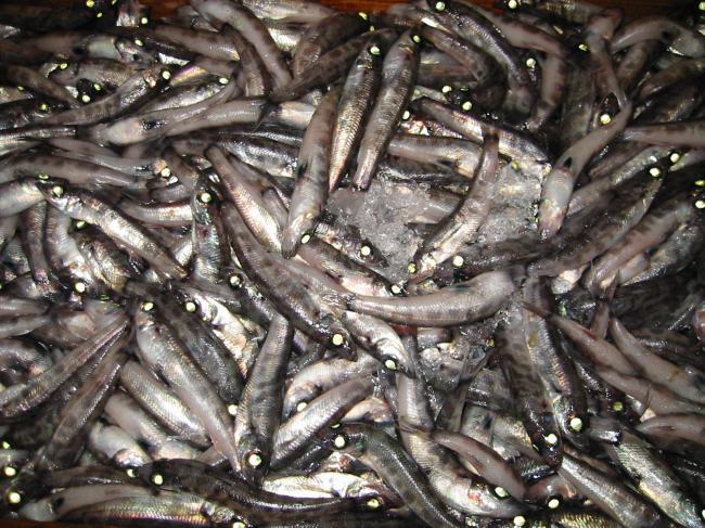 メヒカリの唐揚げ けつログ